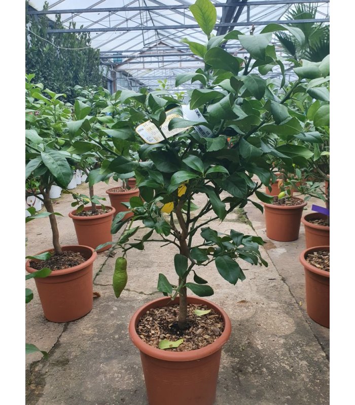 Citrus Limonum(Limone)/12 litres