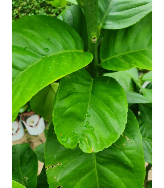 Citrus Medica(Cedro)/12 litres/60-80/ cm