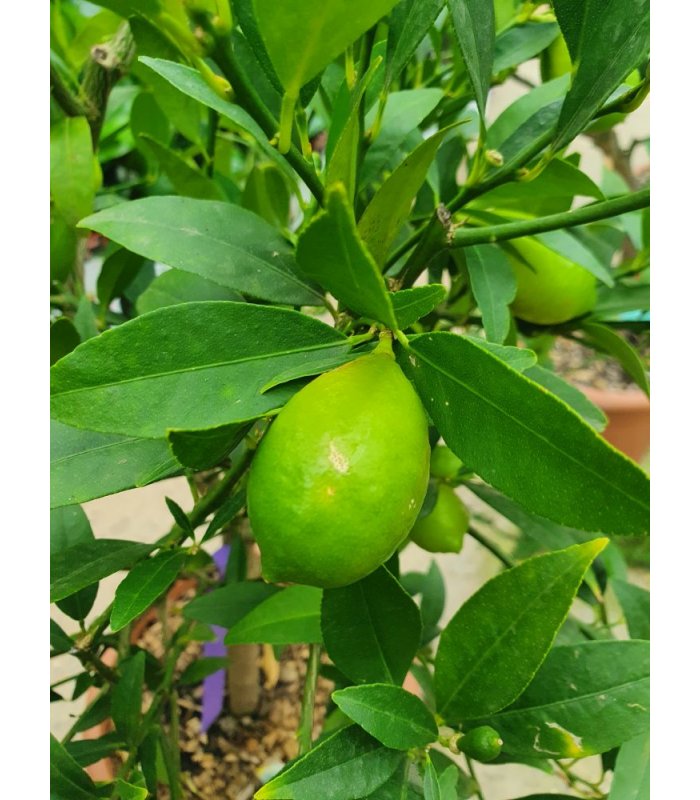 Citrus Limequat/12 litres