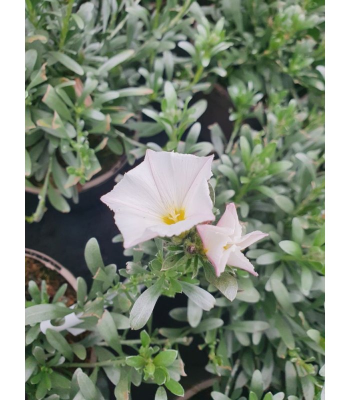 Convolvulus Cneorium /2 litres