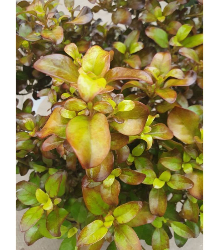 Coprosma Pina Colada/7.5 litres