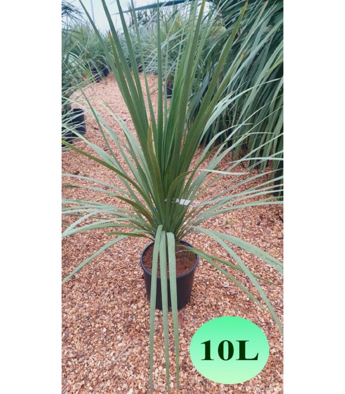 Cordyline Australis (Dracaena)/10 litres/12liters/45 liters