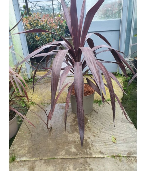 Cordyline Australis Torbay Red/7.5 litres