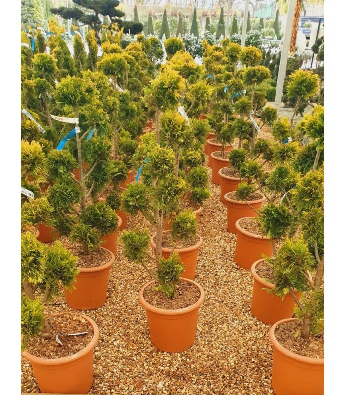Cupressocyparis Leylandii Gold Rider/Pom-pom/14 litres