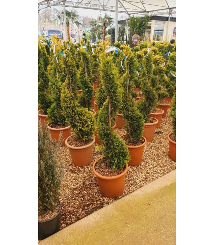 Cupressocyparis Leylandii ‘Gold Rider’ Spiral 14 litres