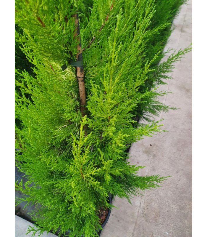 Cupressus Macrocarpa Goldcrest 10 litres 
