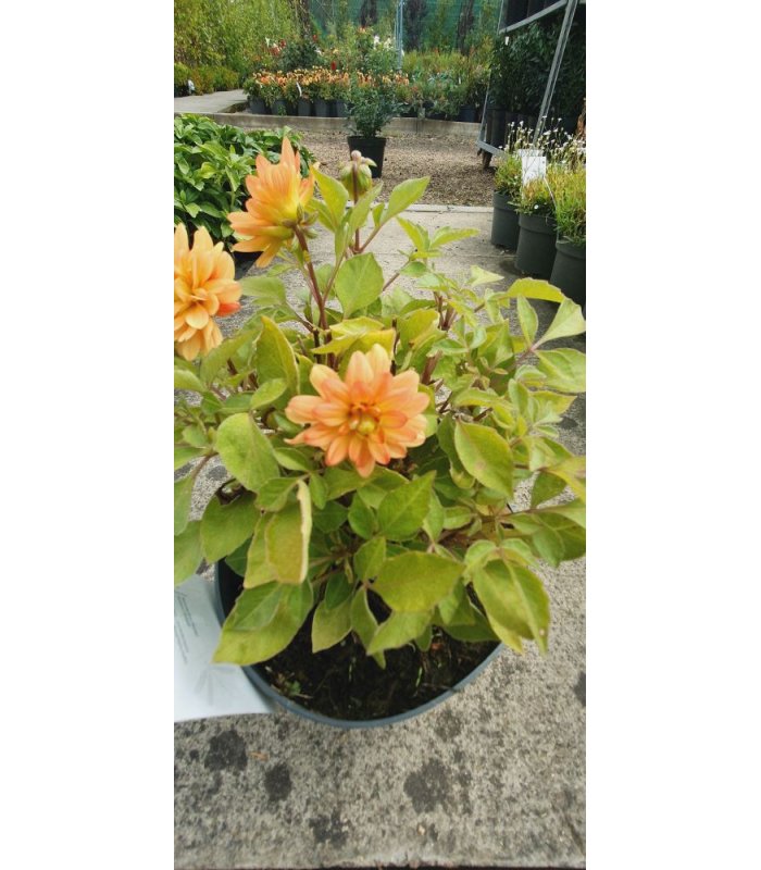 Dahlia Hybrida, Dalina Maxi Emilio 