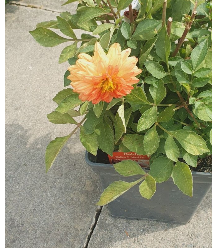 Dahlia/5 ltr