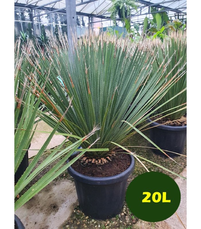Dasylirion Serratifolium,10 litres/20 litres