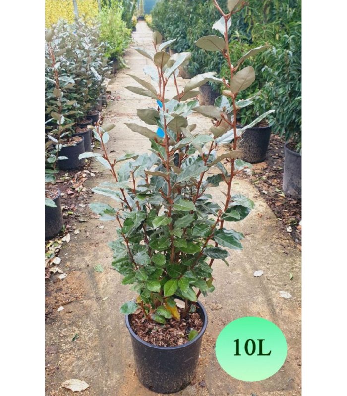 Elaeagnus Ebbingei Compacta 10litres/25 litres