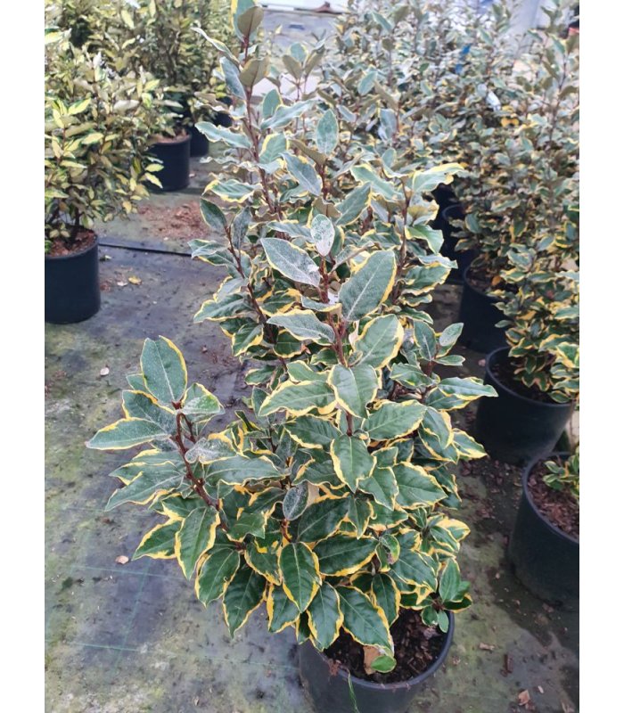 Eleagnus Ebbingei Viveleg/10 litres