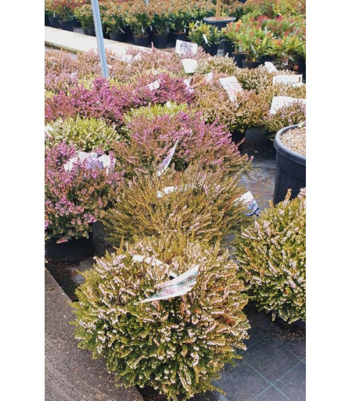 Erica darleyensis spring surprise (Rose)/10 litres