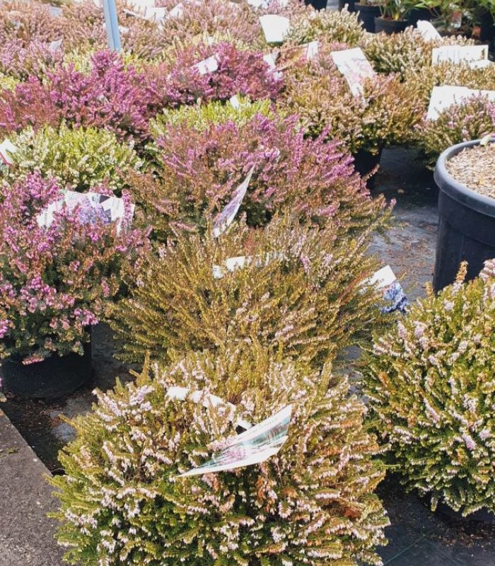 Erica darleyensis spring surprise (Rose)/10 litres