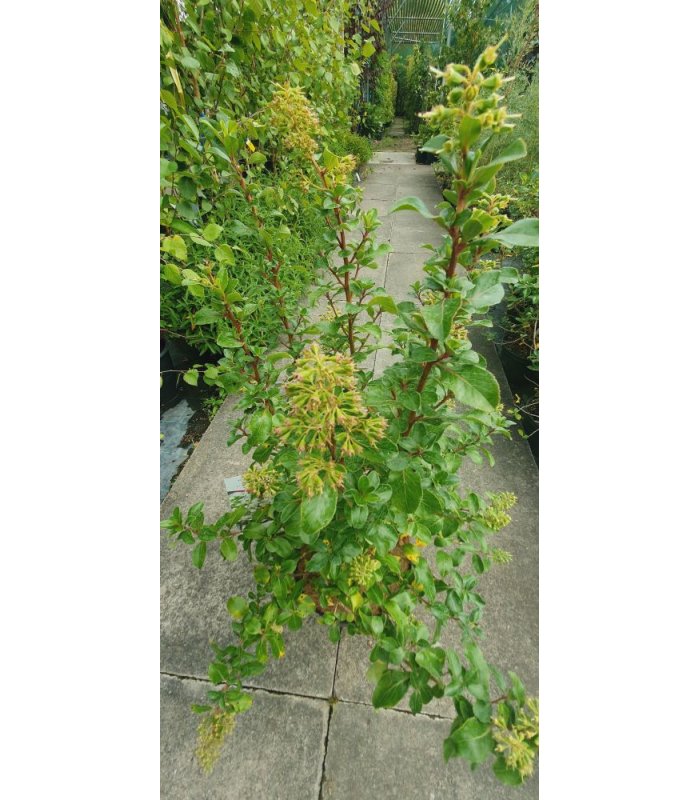 Escallonia Iveyi shrub