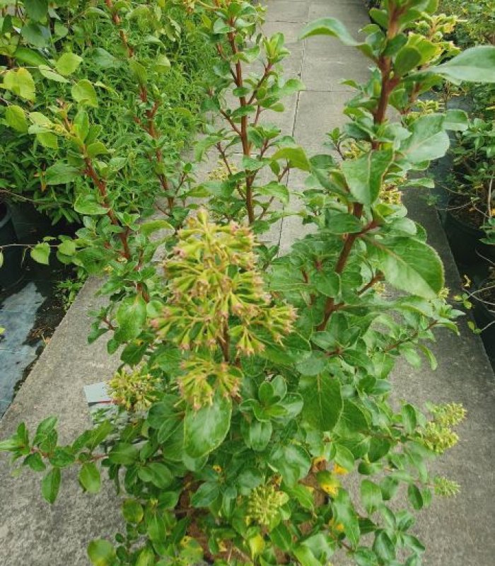 Escallonia Iveyi shrub