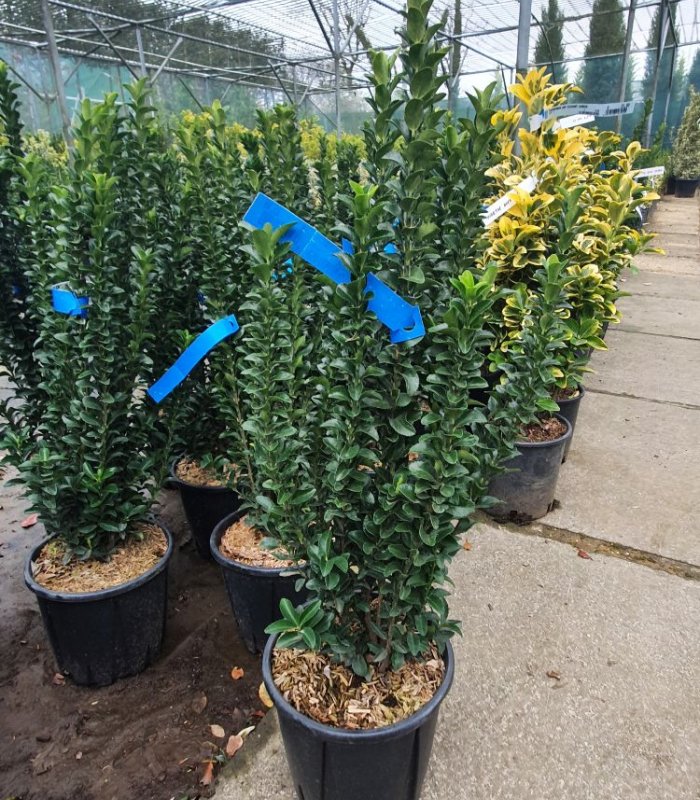 Euonymus Japonicus Benkomasaki Erecta/5 litres