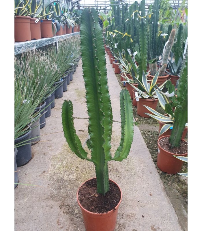 Euphorbia  Erythraea/90 cm