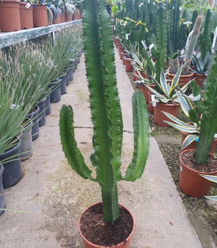 Euphorbia  Erythraea/90 cm