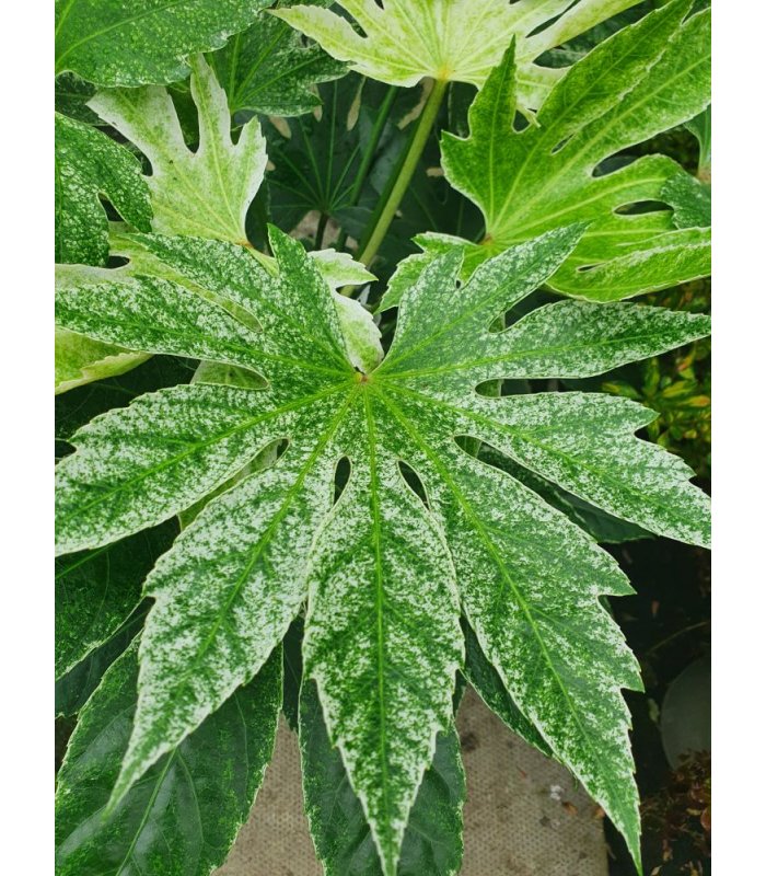 Fatsia Japonica Spiders Web/3 litres/10 litres