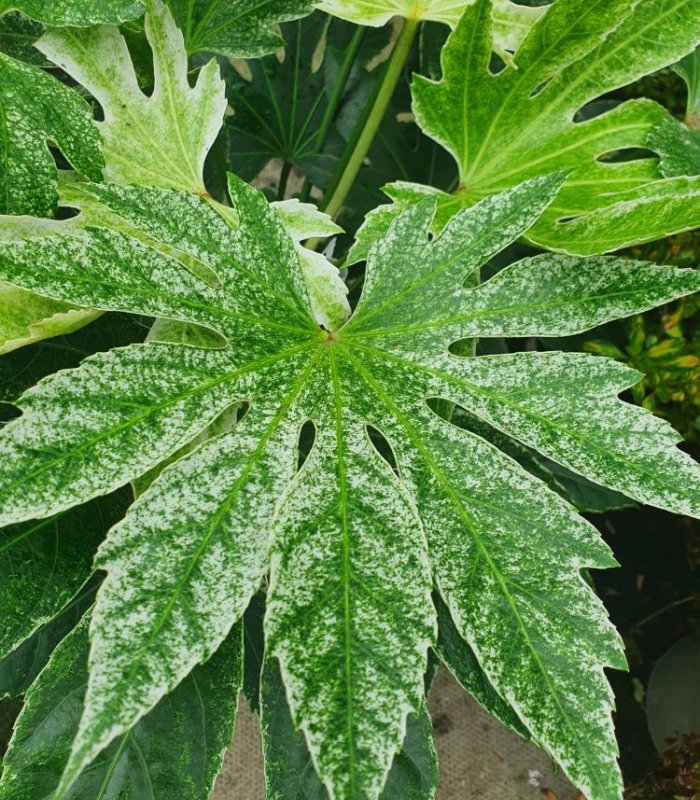 Fatsia Japonica Spiders Web/3 litres/10 litres