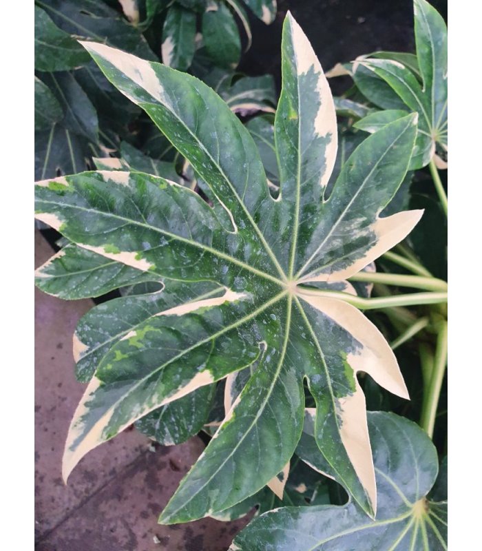 Fatsia Japonica Variegata/15 litres