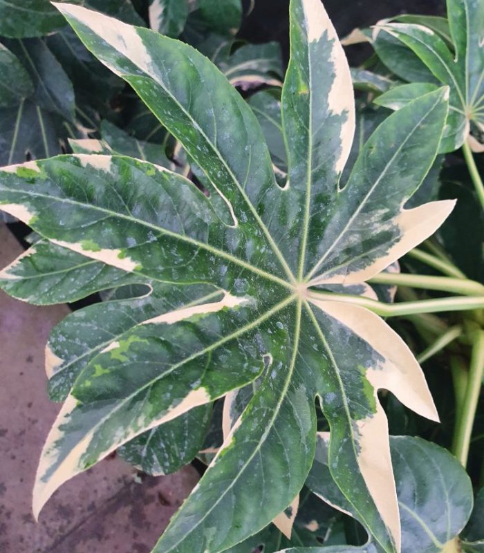 Fatsia Japonica Variegata/15 litres