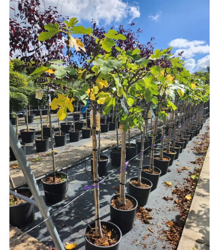 Ficus carica panache/15 litres/Half Standard