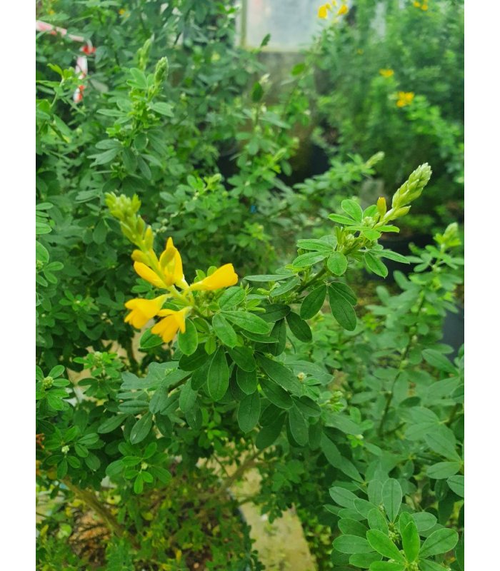 Genista Tinctoria/7.5 litres