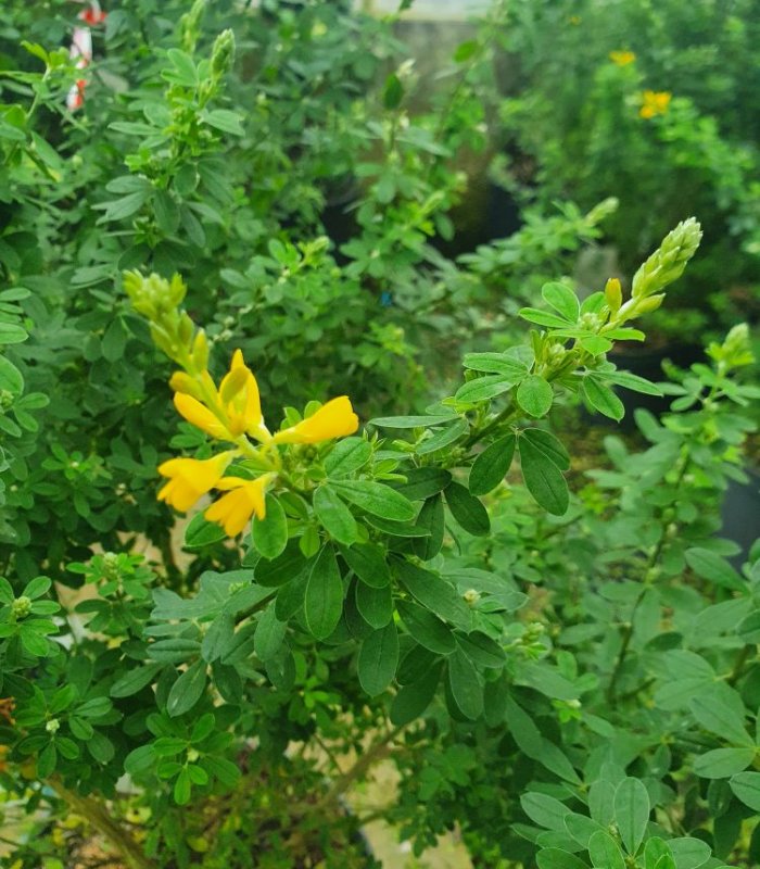 Genista Tinctoria/7.5 litres