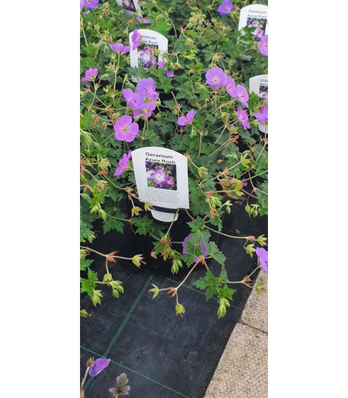 Geranium Azure Rush