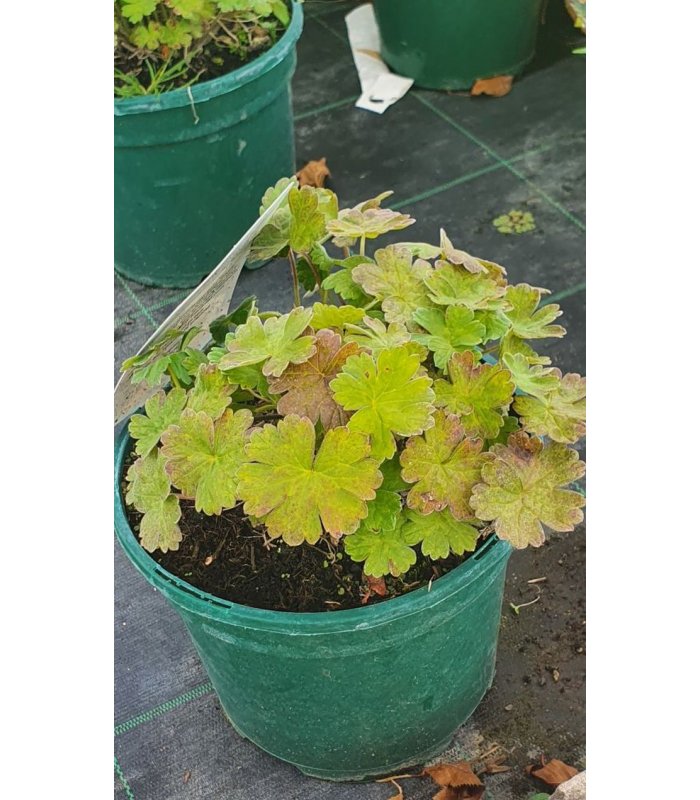 Geranium 'Coombland White'