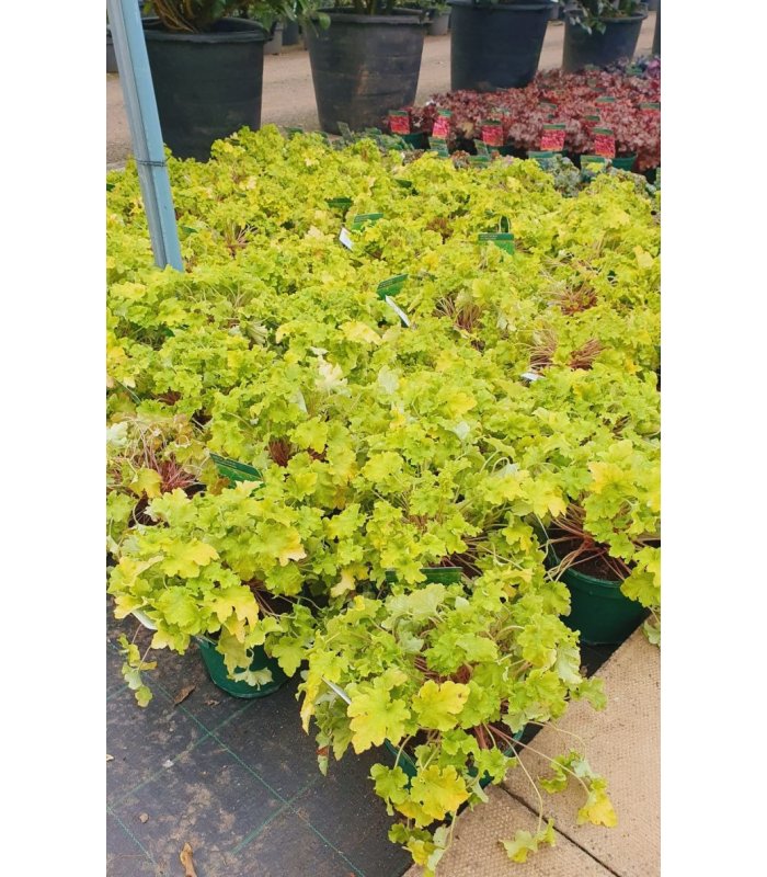 Heutchera Lime Marmalade