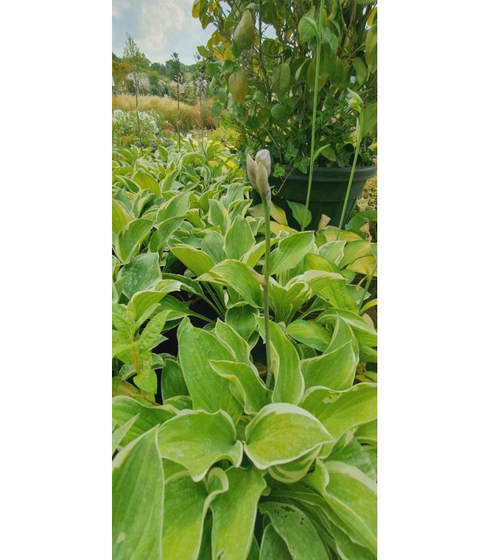 Hosta'Francee'