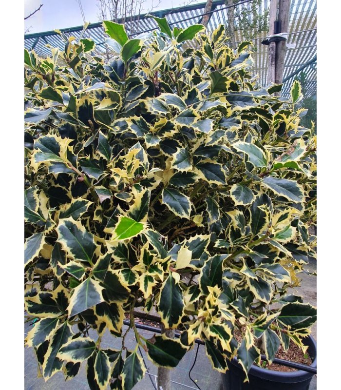 Ilex Aquifolium Variegatum(Argentea Marginata)/Half standard /35 litres
