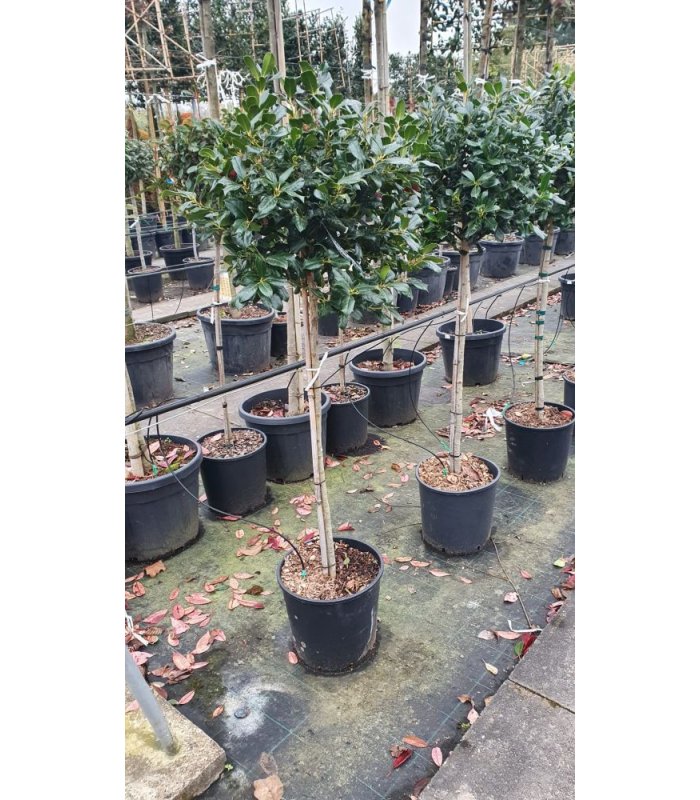 Ilex Mutchagara Nellie B.Stevens/18 litres/Half Standard