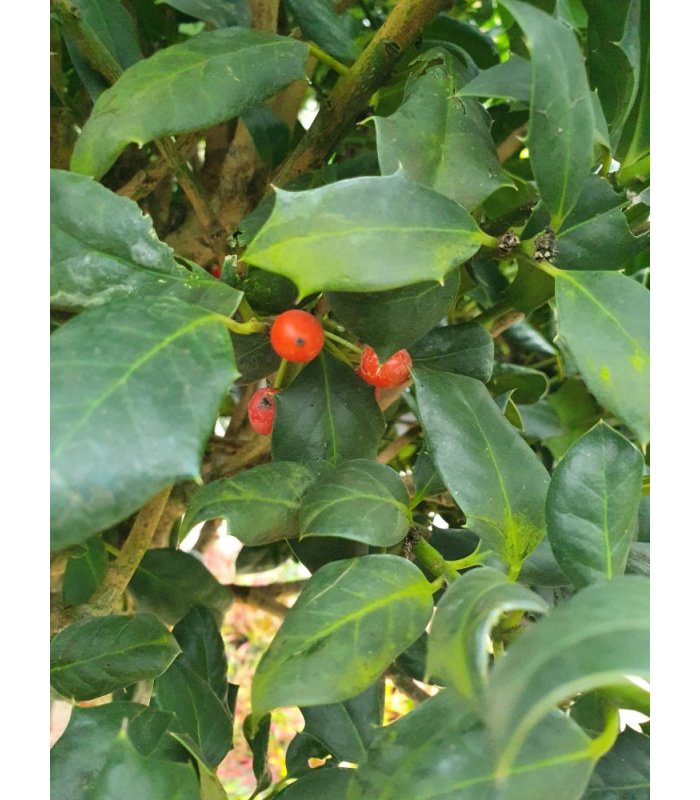 Ilex Mutchagara Nellie R.Stevens/55 litres/Half Standard