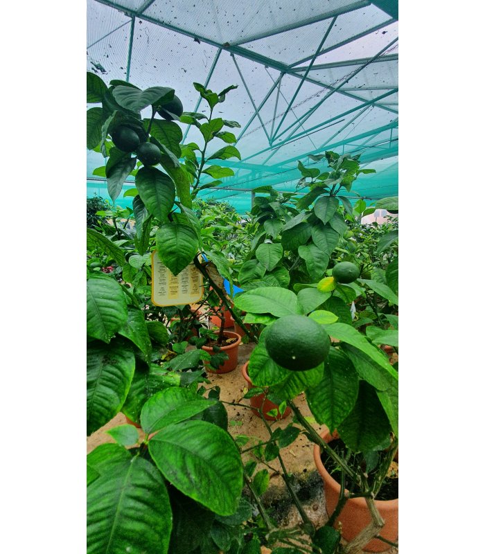 Citrus Sinensis (Arancio)