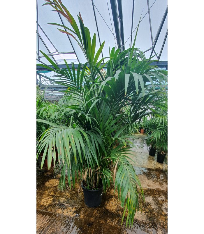 Kentia Fosteriana