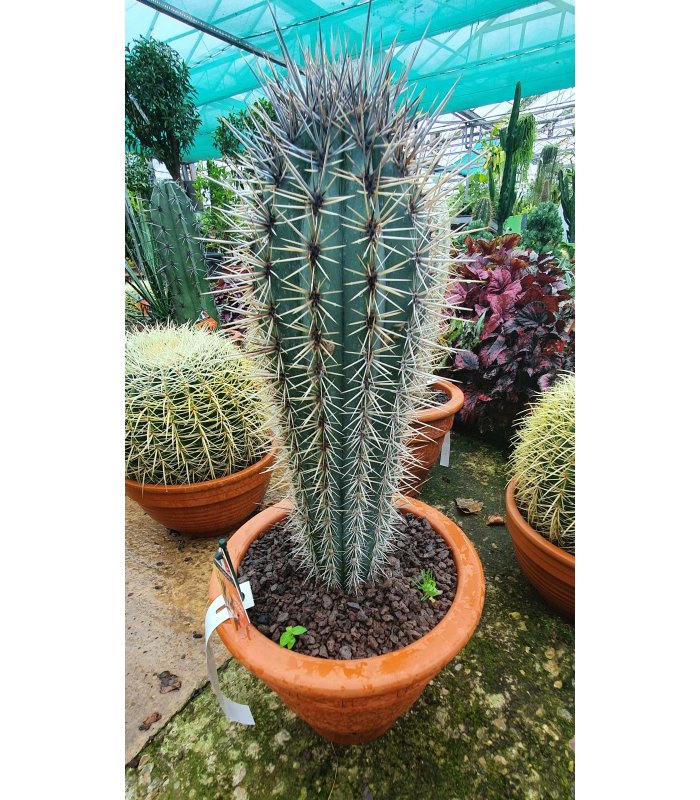 Cactus