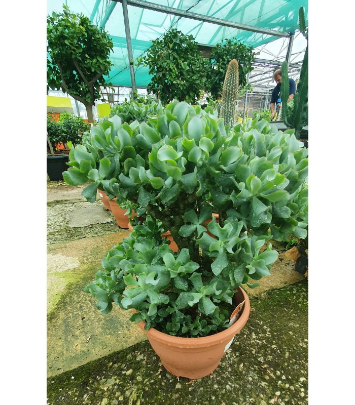 Crassula