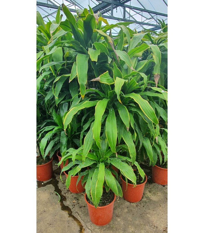 Dracaena'Arturo'