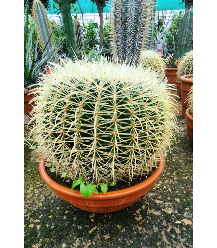 Echinocatus grussonii,30 cm