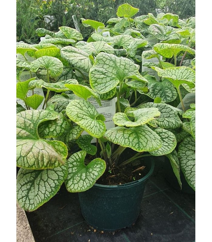 Brunnera macrophylla 'Jack Frost'