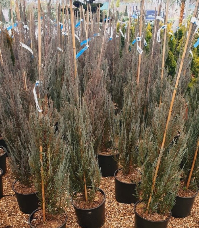 Juniperus Virginiana Blue Arrow/10 litres