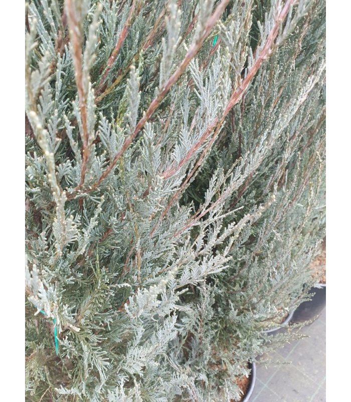 Juniperus Virginiana Skyrocket /25 litres 175-200cm