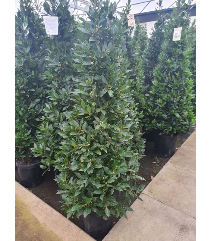 Laurus Nobilis Cone/170 cm