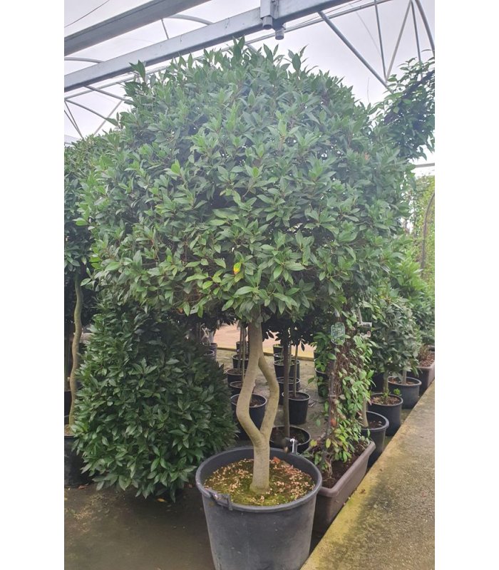 Laurus Nobilis with diamond stem(Topiary Bay Tree)