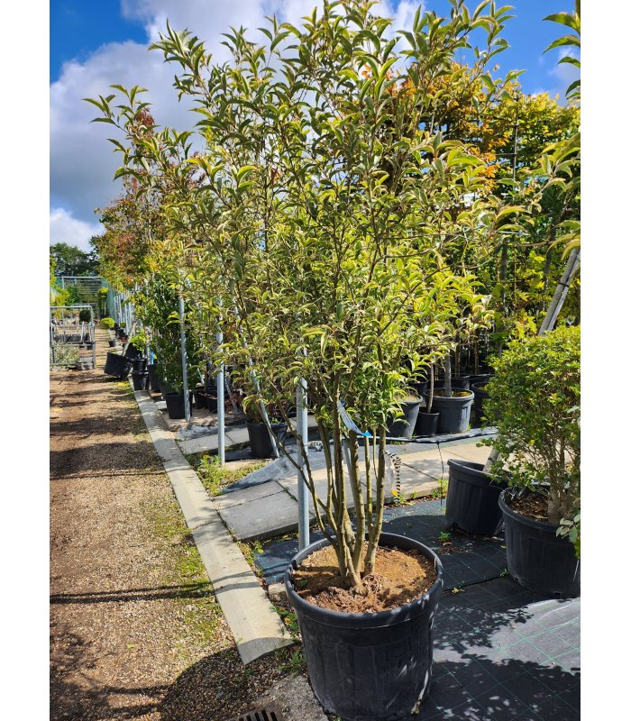 Ligustrum japonica excelsum superbum/110 litres/Multi-trunk