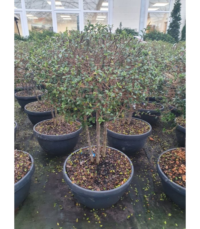 Ligustrum Jonandrum/25 litres/Multitrunk