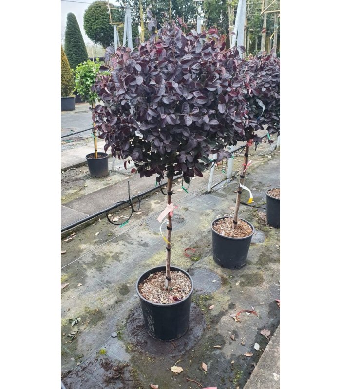 Loropetalum Chinense Fede/18 litres/Half Standard